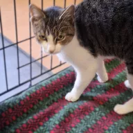 Fryga 0864/25 - samica, 1 rok