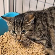 Amanita 0865/25 - samica, 7 miesięcy