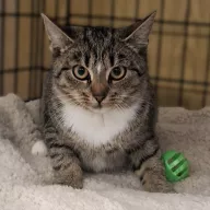 Muscaria 0866/25 - samica, 7 miesięcy