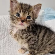 Igusia 0867/25 - samica, 1 miesiąc