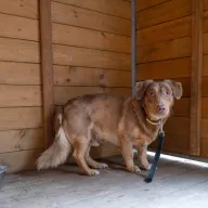 Lewko 0867/25 - samiec, 5 lat