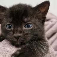 Jadwisia 0868/25 - samica, 1 miesiąc