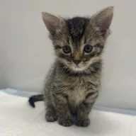 Emilek 0869/25 - samiec, 1 miesiąc