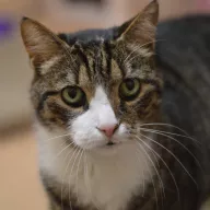 Gierek 0085/25 - samiec, 11 lat