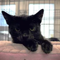 Nutella 0875/25 - samica, 2 miesiące