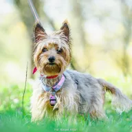 Cukier 0878/25 - samiec, 10 lat