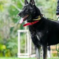 Vax 0888/25 - samiec, 8 lat