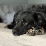 Kale 0891/23 - samiec, 7 lat