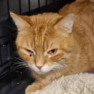 Mruczek 0896/25 - samiec, 5 lat