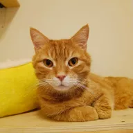 Mruczek 0896/25 - samiec, 5 lat