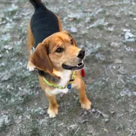 Bowie 1179/25 - samiec, 1 rok