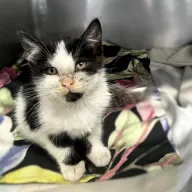 Mechanik 0900/25 - samiec, 2 miesiące