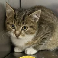 Kiwi 0909/25 - samiec, 3 miesiące