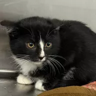 Mango 0910/25 - samiec, 3 miesiące