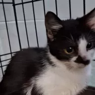 Boo 0912/25 - samiec, 3 miesiące