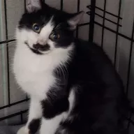 Pumpkin 0913/25 - samiec, 5 miesięcy