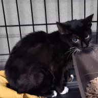 Draculina 0914/25 - samica, 3 miesiące