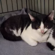 Raven 0915/25 - samiec, 3 miesiące