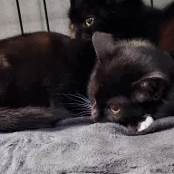 Spooky 0916/25 - samiec, 5 miesięcy