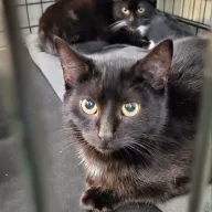 Salem 0917/25 - samiec, 5 miesięcy