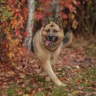 Mozart 0925/25 - samiec, 2 lata