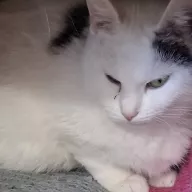 Śmietanka 0926/25 - samica, 3 lata