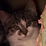 Wafelek 0928/25 - samiec, 4 miesiące