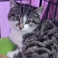 Muffinka 0929/25 - samica, 3 miesiące