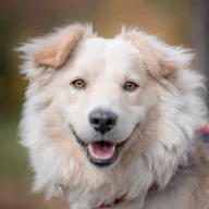 Max 0930/25 - samiec, 1 rok