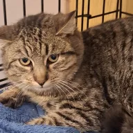 Rożek 0931/25 - samiec, 6 miesięcy