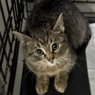 Buruś 0933/25 - samiec, 3 miesiące