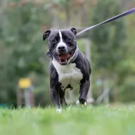 Baxter 0934/21 - samiec, 5 lat