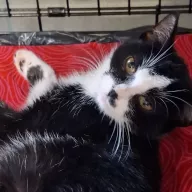 Chess 0934/25 - samica, 1 rok