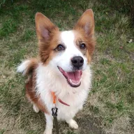 Aslan 0934/25 - samiec, 4 lata