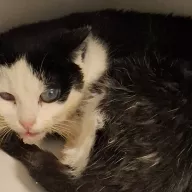 Gienia 0936/25 - samica, 6 lat