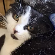 Babeczka 0938/25 - samica, 5 miesięcy