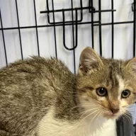 Rumpel 0942/25 - samiec, 2 miesiące