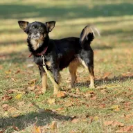 Mika 0950/25 - samica, 10 lat