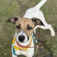 Hajfa 0952/25 - samica, 1 rok