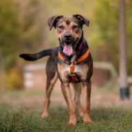 Szarik 0955/25 - samiec, 5 lat