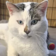 Pampuch 0956/25 - samiec, 1 rok