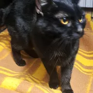 Mamba 0959/25 - samica, 2 lata