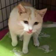 Rózia 0960/25 - samica, 0 miesięcy