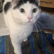 Gajowy 0961/25 - samiec, 2 lata