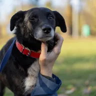 Kazio 0963/25 - samiec, 8 lat