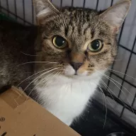 Victoria 0964/25 - samica, 2 lata