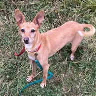 Bonita 0965/25 - samica, 2 lata