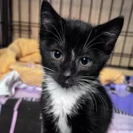 Ramona 0966/25 - samica, 2 miesiące