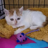 Cypisek 0968/25 - samiec, 2 miesiące