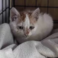 Cypisek 0968/25 - samiec, 2 miesiące